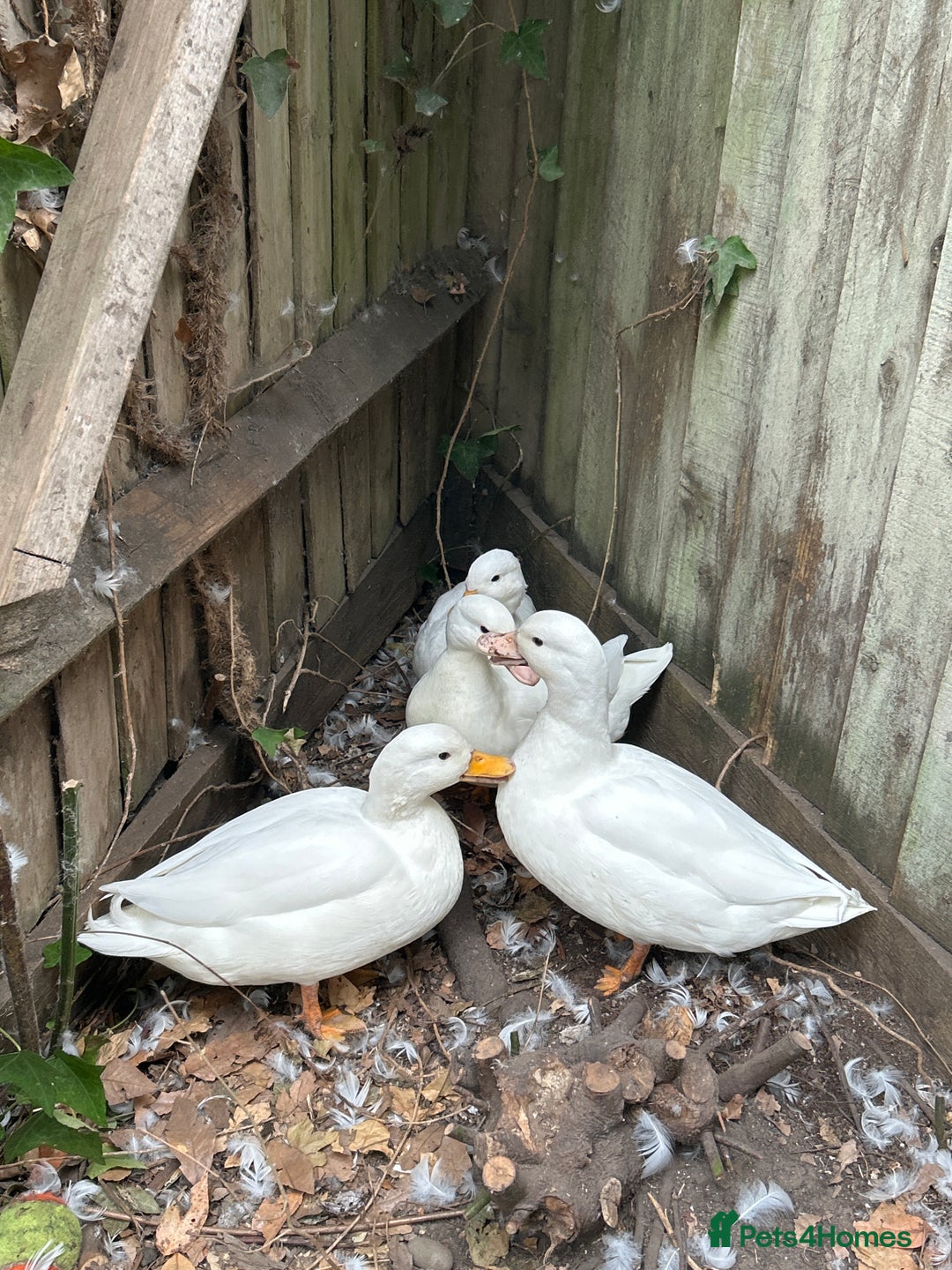 Mixed Breed birds for sale: white call ducks - Image 3