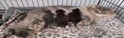 British Longhair cats for sale: Stunning British Longhair Kittens  - Advert 18