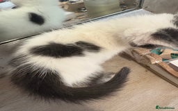 Russian Blue cats for sale: 2 blue and white long haired kittens  - Image 12