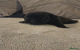 Staffordshire Bull Terrier dogs for sale:  STAFFORDSHIRE BULL TERRIERS PUPS  - Image 7