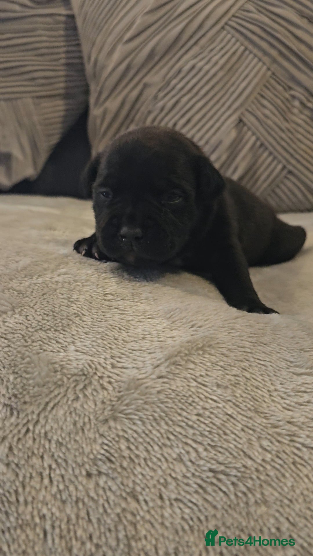 Staffordshire Bull Terrier dogs for sale:  STAFFORDSHIRE BULL TERRIERS PUPS  - Image 7