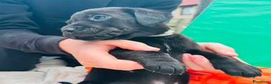 Labrador Retriever 3