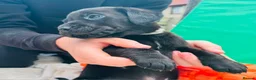 Labrador Retriever dogs for sale: Puppies for sale  in Dalkeith - Advert 4