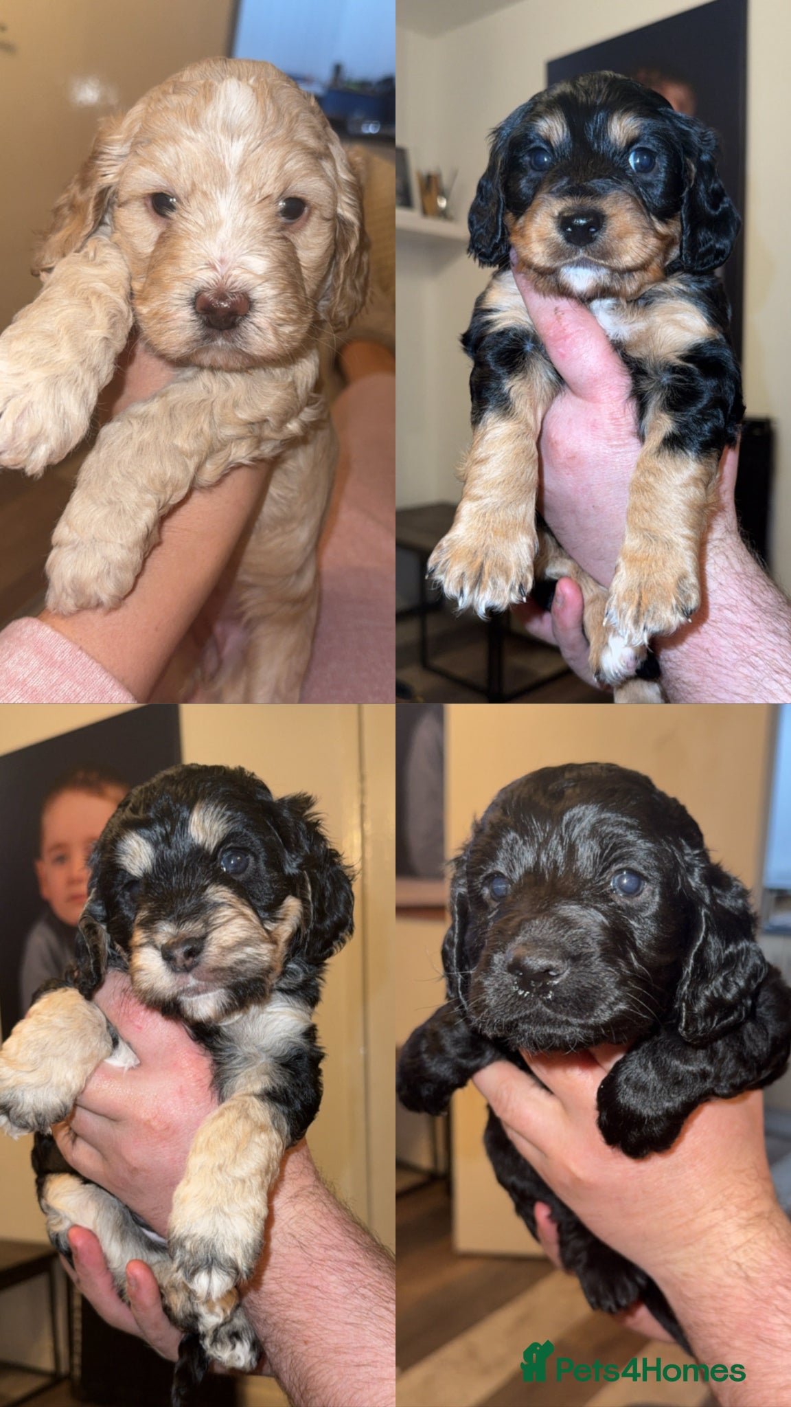 Cockapoo dogs  Cockapoo puppy’s  - Advert 14