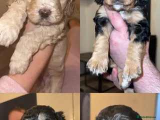 Cockapoo dogs Cockapoo puppy’s - Advert 14