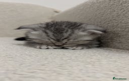 Scottish Fold cats for sale: Pure Scottish Fold Kittens Ready to Leave Soon - Image 4