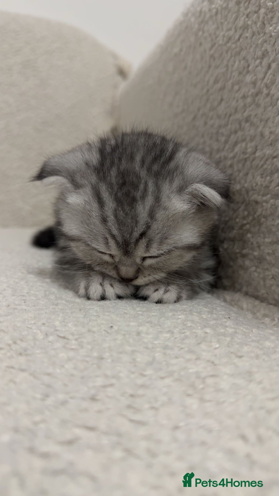 Scottish Fold cats for sale: Pure Scottish Fold Kittens Ready to Leave Soon - Image 4