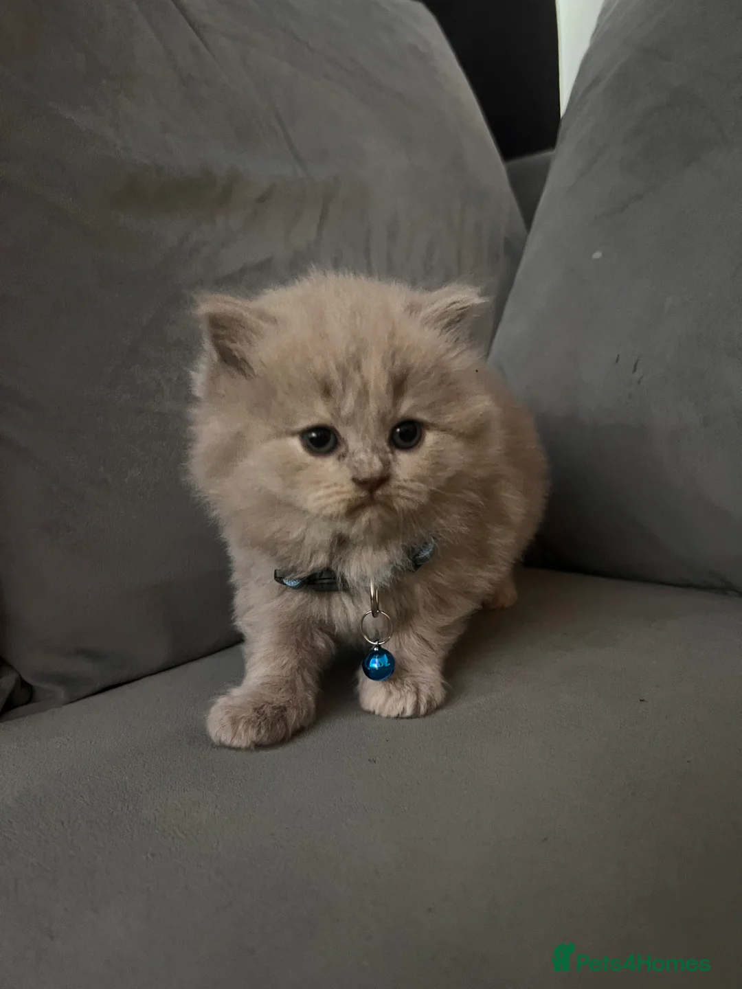 British Shorthair cats for sale: Two British short hair left  - Advert 2