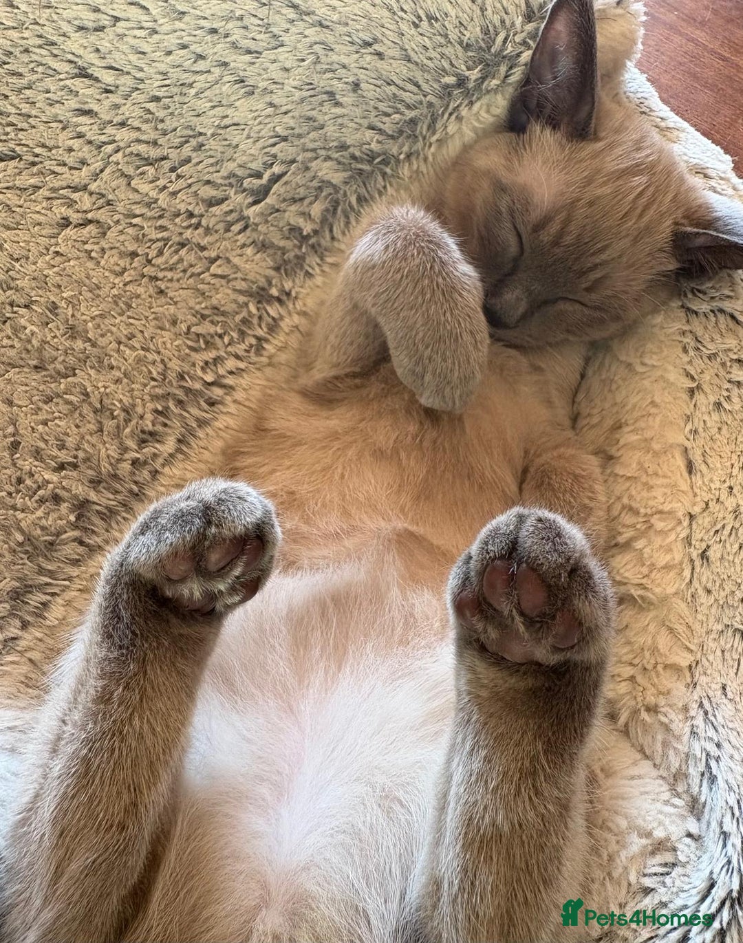 Tonkinese cats for sale: Exquisite Tonkdolls - Advert 11