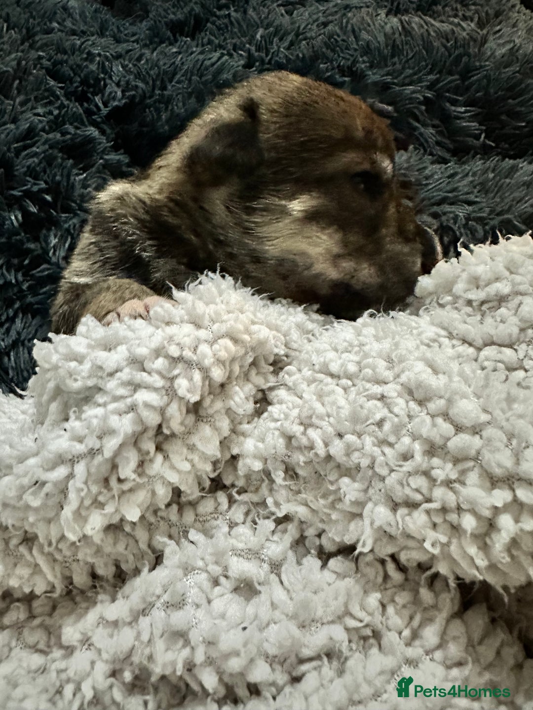 Mixed Breed dogs for sale: Husky staffy cross puppy - Advert 36