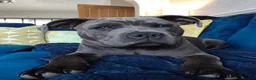 Staffordshire Bull Terrier dogs for sale: Staffordshire Bull Terrier (Blue) in Barrow-in-Furness - Advert 4