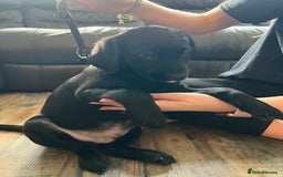 Labrador Retriever dogs for sale: Kc Labradors working line Bred for assistance work - Image 3