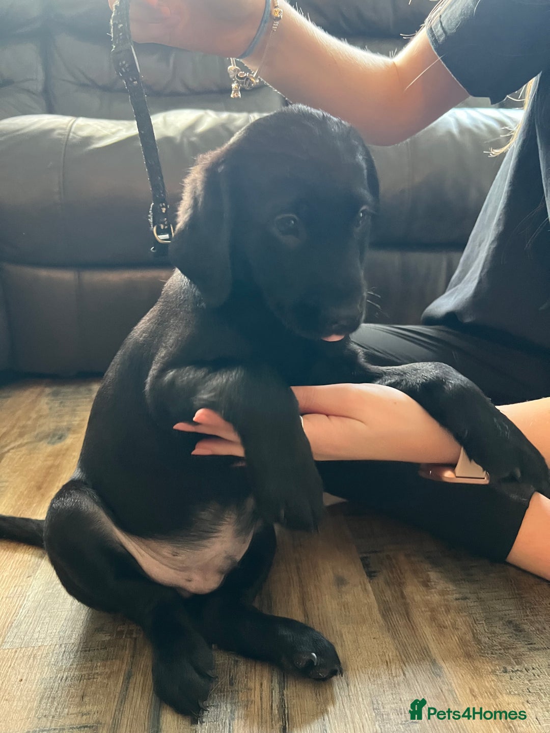 Labrador Retriever dogs for sale: Kc Labradors working line Bred for assistance work - Image 3