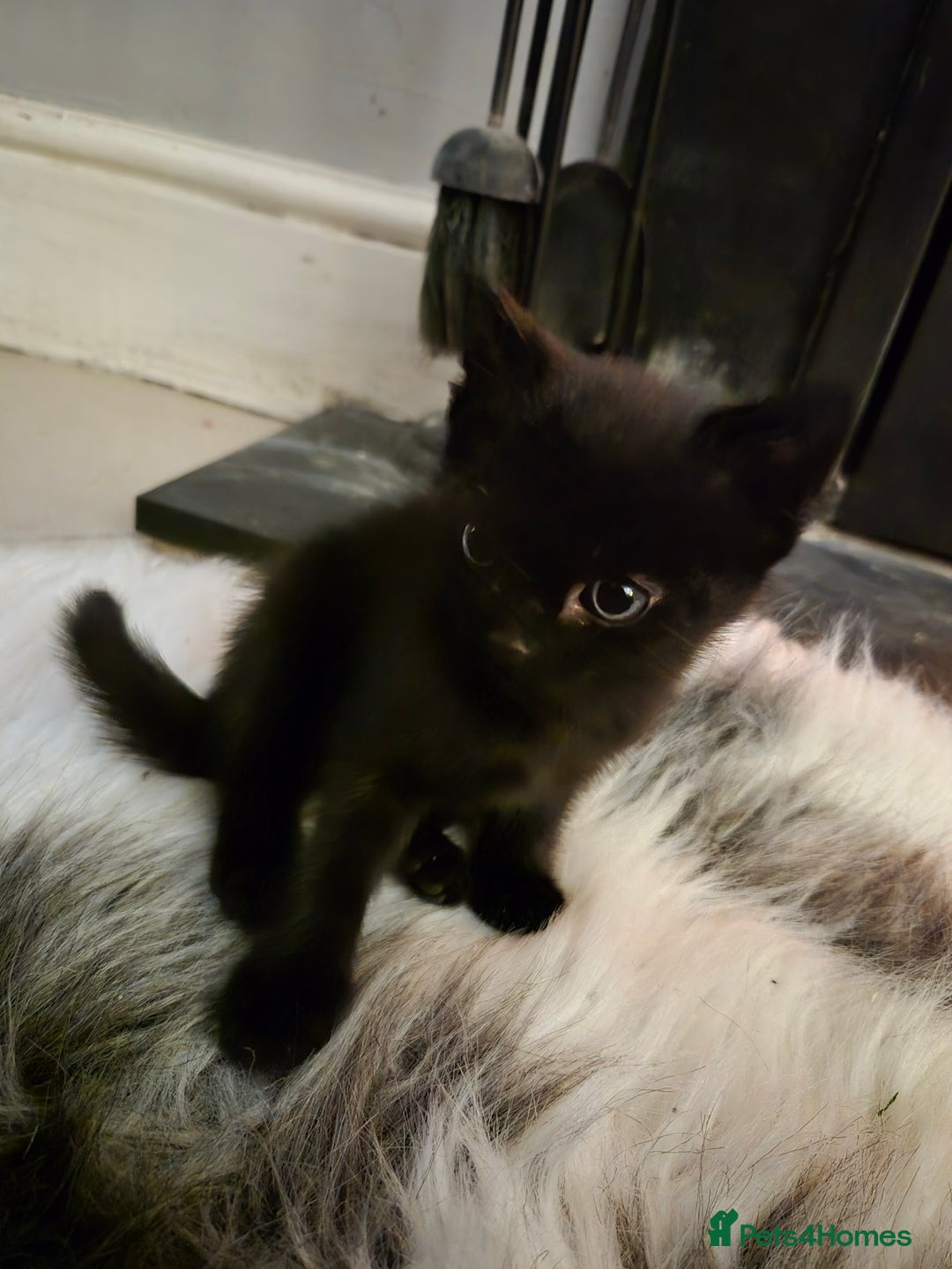 British Shorthair cats for sale: Beautiful little kittens for sale - Advert 2