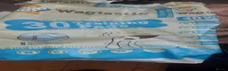 Guinea Pig rodents for sale: 2 Lunkarya guineas with cage and accessories  - Advert 18