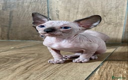 Sphynx cats for sale: Kittens sphinx Canadian girl blue eyes  - Image 10