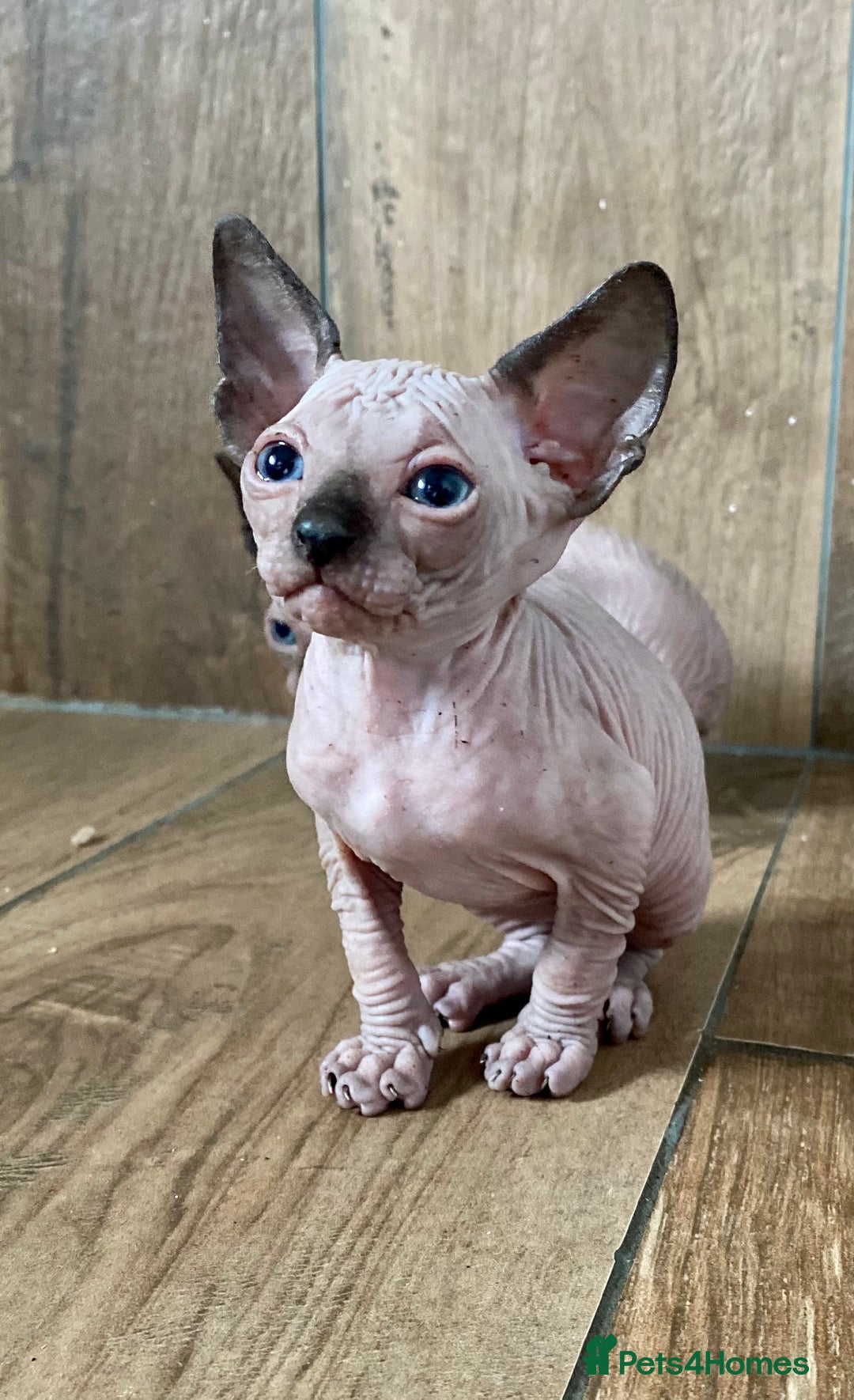 Sphynx cats for sale: Kittens sphinx Canadian girl blue eyes  - Image 10
