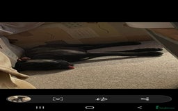 Cane Corso dogs for sale: Cane corso  - Image 4