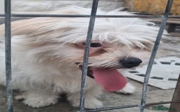 Bichon Frise dogs for adoption: KHAAN - a superb, little boy, for a Loving Home - Image 6