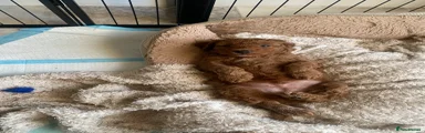 Cockapoo 1