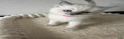 Ragdoll cats for sale: 2 beautiful blue point ragdolls kitten left  - Advert 18