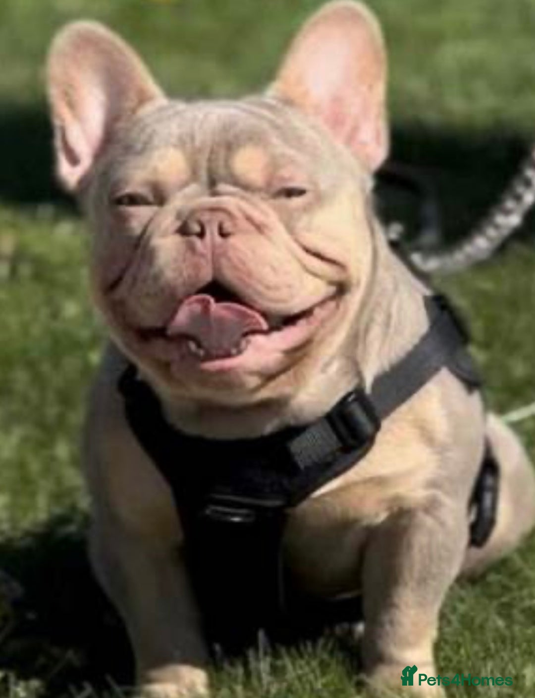 French Bulldog dogs for sale: Kc registered new shade french bulldog puppies  - Advert 22