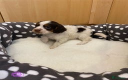 Cocker Spaniel dogs for sale: Working Cocker spaniel puppies  - Image 10