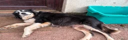 Border Collie dogs for sale: Beautiful male collie pups  - Advert 6