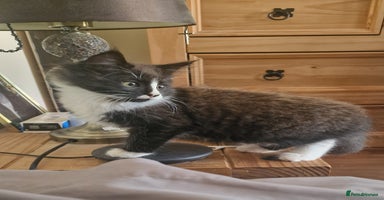Maine Coon cats - Advert 5