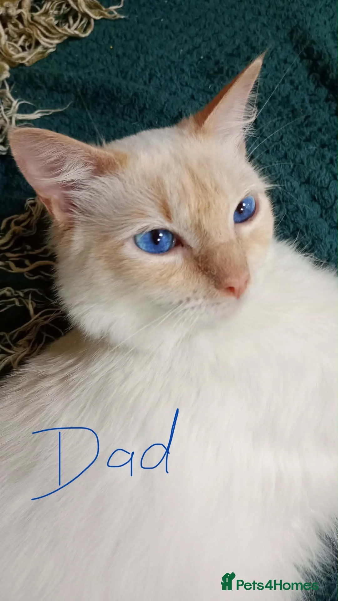 Ragdoll cats for sale: Female purebred RAGDOLLS - Advert 2