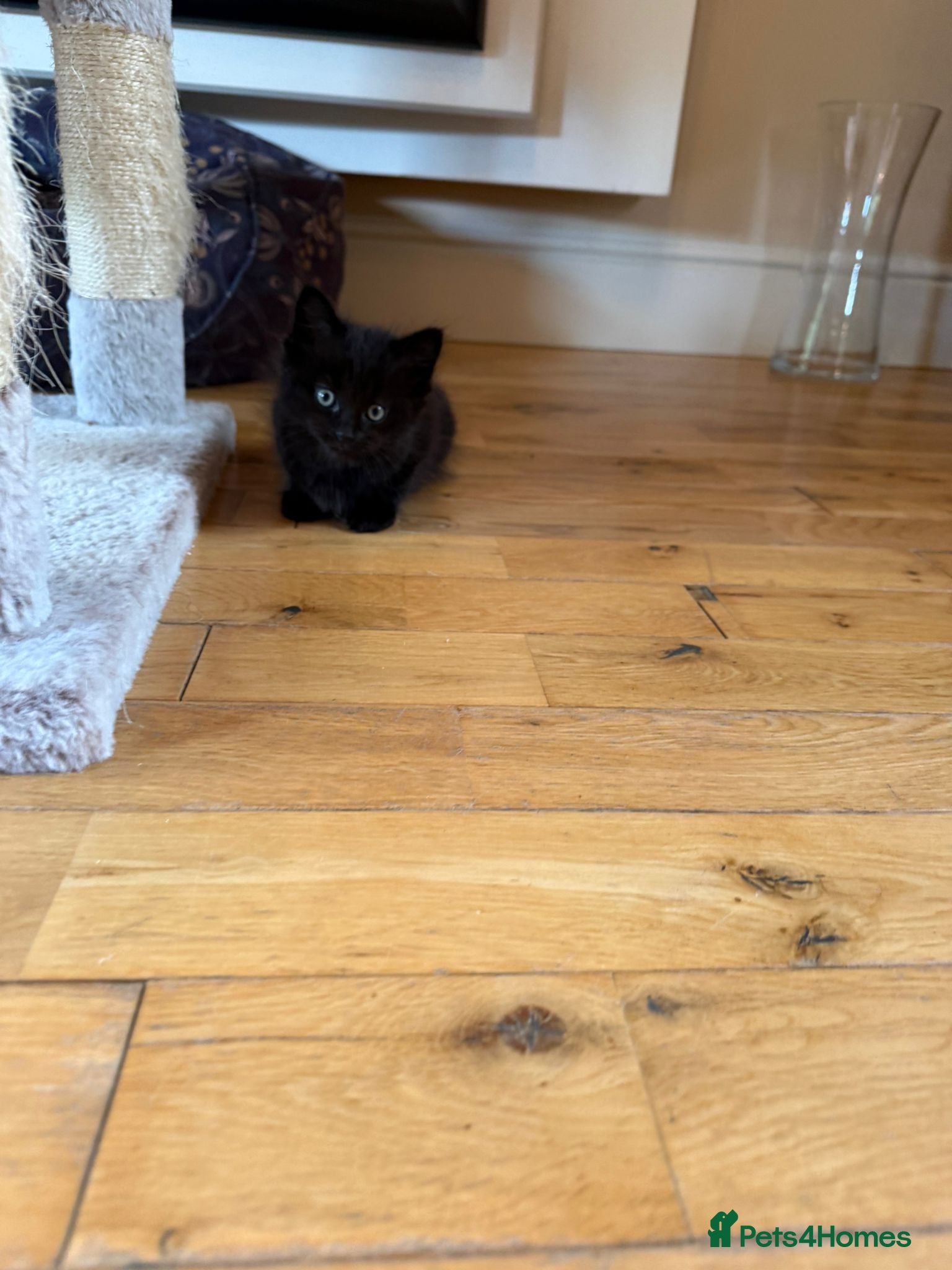 Mixed Breed cats for sale: Ragdoll Cross Black Long Haired Kitten  - Advert 4