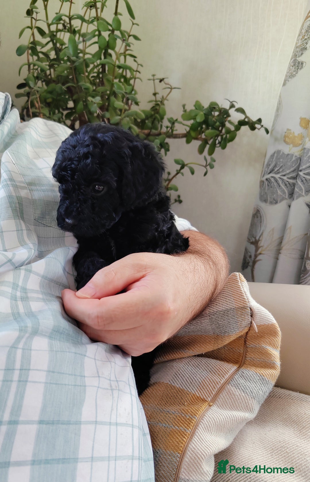Cavapoo dogs for sale: TOY CAVAPOO DNA TESTED PARENTS AND GRANDPARENTS  - Image 6