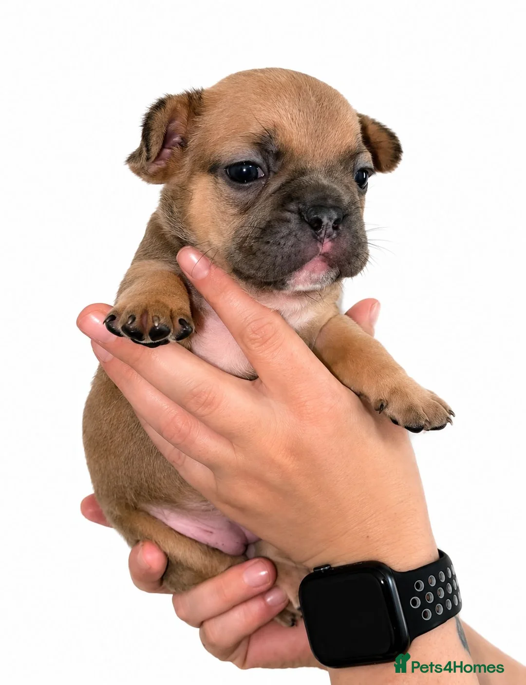 French Bulldog dogs for sale: 💥Stunning French Bulldog Puppies💥 - Advert 2