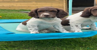 English Springer Spaniel dogs - Advert 7