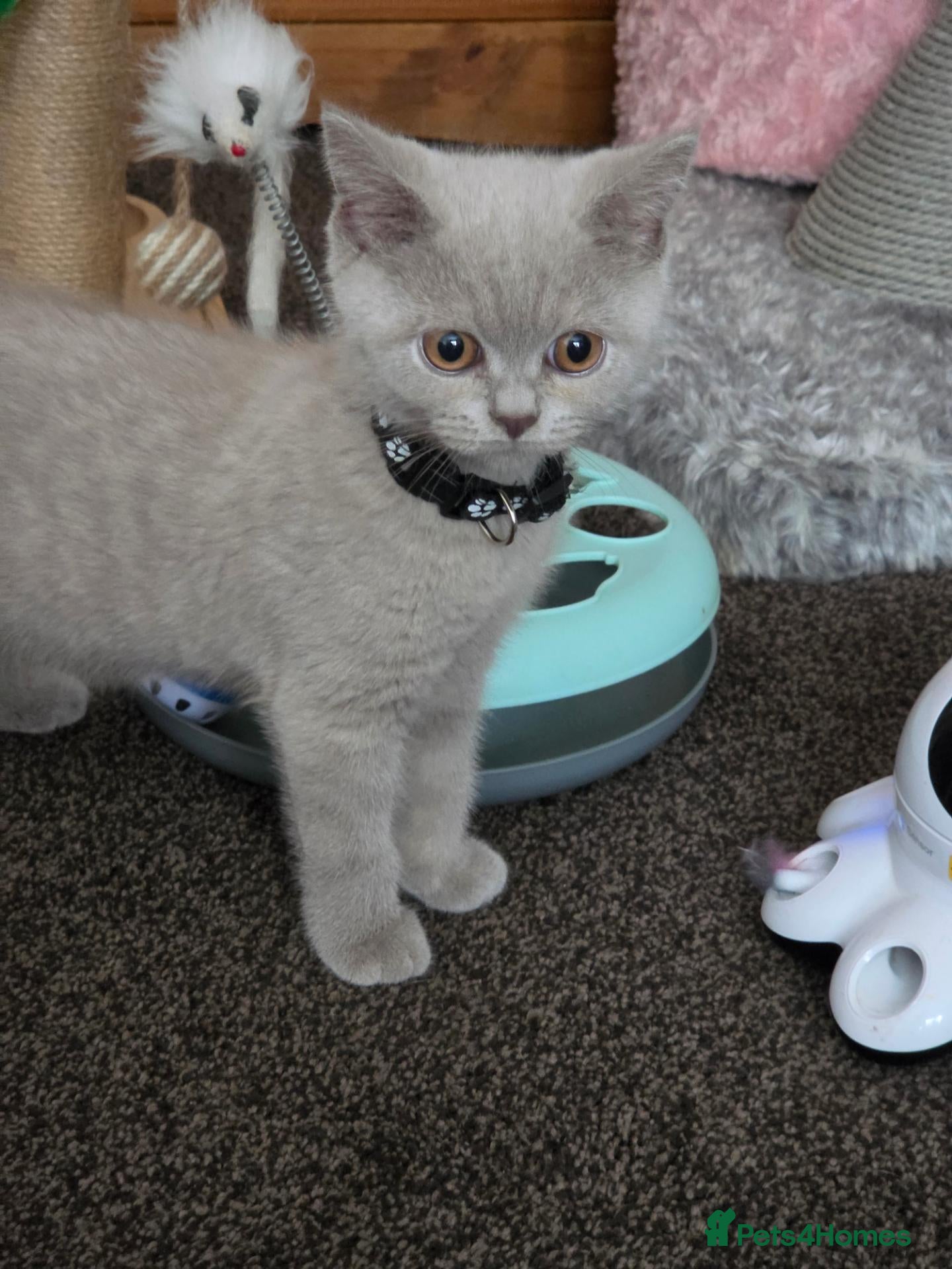 British Shorthair cats Gccf Active registered lilac/blue pedigree bsh  - Advert 1