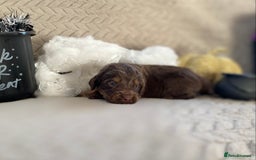 Cocker Spaniel dogs for sale: Working cocker spaniel puppies  - Image 6