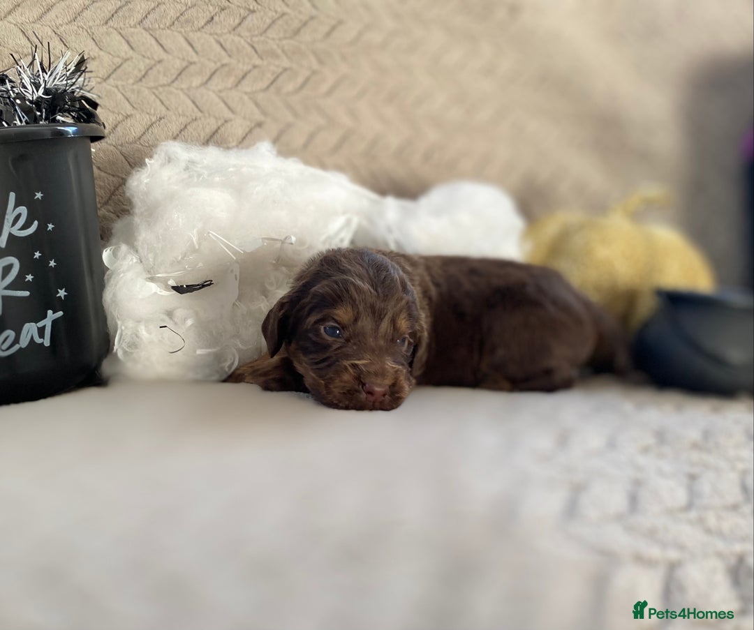 Cocker Spaniel dogs for sale: Working cocker spaniel puppies  - Image 6