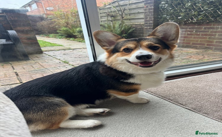 Welsh Corgi Pembroke dogs 2 year old male Welsh Pembroke corgi  - Advert 1