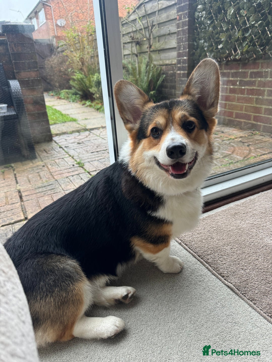 Welsh Corgi Pembroke dogs for sale: 2 year old male Welsh Pembroke corgi  - Advert 1