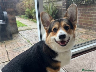 Welsh Corgi Pembroke dogs 2 year old male Welsh Pembroke corgi - Advert 7