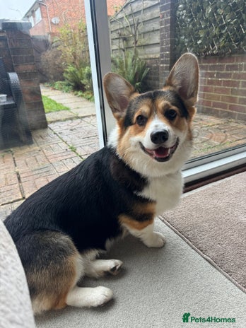 Welsh Corgi Pembroke dogs 2 year old male Welsh Pembroke corgi - Advert 1