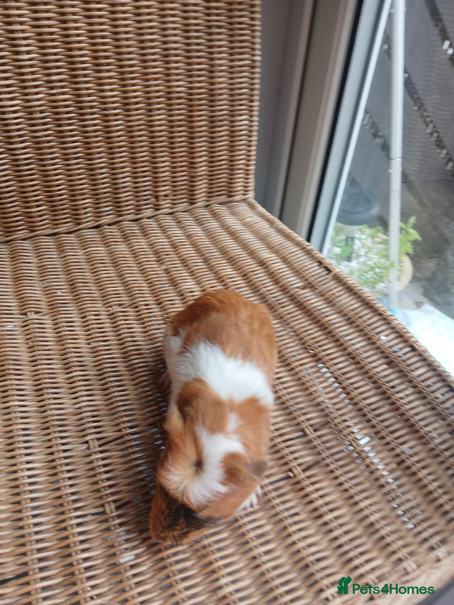 Guinea Pig rodents for sale: Guinea pigs for sale in York - Advert 12