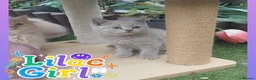 British Shorthair cats for sale: 🖤💜 British Shorthair Kittens 💜🖤 - Advert 5