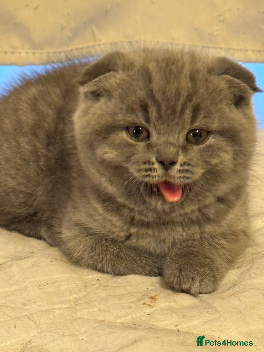British Shorthair cats for sale: Kittens  - Advert 7