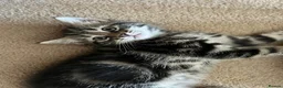 Mixed Breed cats for sale: Purr-fectly adorable playfull kittens - Advert 5