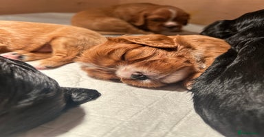 Cavalier King Charles Spaniel dogs - Advert 10