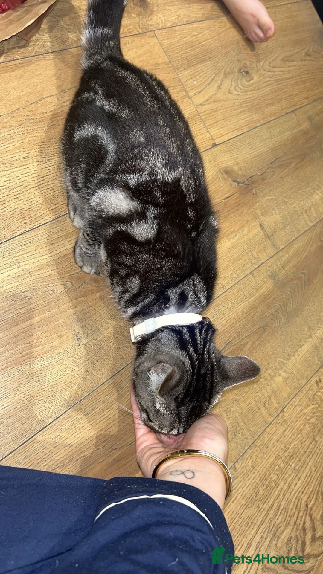 Mixed Breed cats for sale: Loving Female Cat Looking for a New Home in London - Advert 5