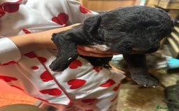 Mixed Breed dogs for sale: Bedlington x whippet Lurcher pups - Image 12