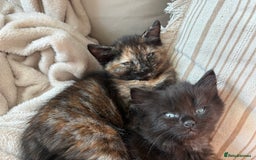 Mixed Breed cats for sale: Beautiful kittens for sale one boy one girl  - Image 1