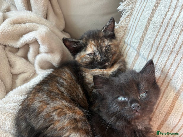 Mixed Breed cats - Advert 13